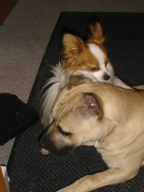 Blanding af racer Diago - Hmmm mon han vil lege????? billede 18