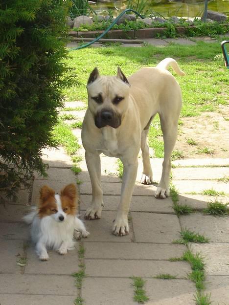 Blanding af racer Diago - IIIIhhhh  min trofaste lille følgesvend... smiler....  billede 19