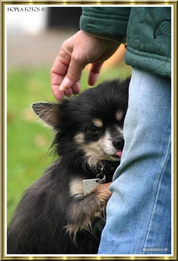 Chihuahua Lynet (Maxie 9år d.8 MAJ 2012 blev han - Æææælsker bare min moar.......18 nov 07 billede 9
