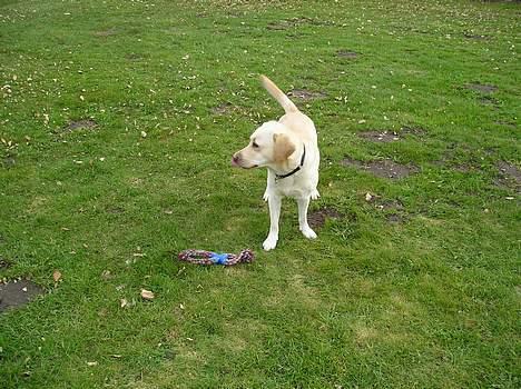 Labrador retriever Zippo (Gul Formel 1) - puha billede 8