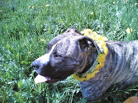 Amerikansk staffordshire terrier #SUMO# billede 20