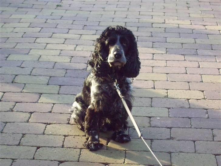 Cocker spaniel Idefix  billede 3