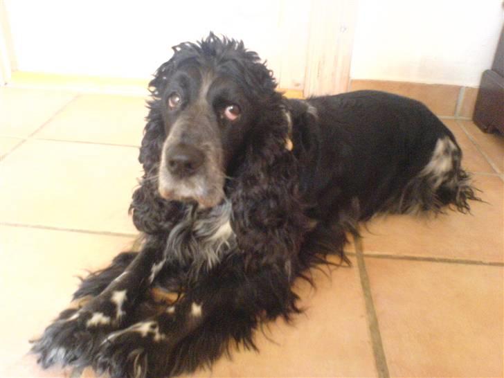 Cocker spaniel Idefix  - Hunde øjne (; billede 4