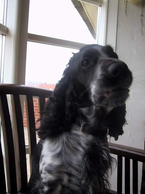 Cocker spaniel Idefix  billede 6