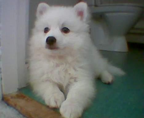 Japansk spids Chuckie - Her ligger jeg så fint og holder "vagt".. billede 4