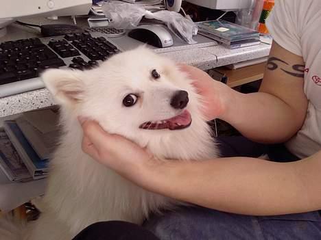 Japansk spids Chuckie - min aller bedste "squash buddie" nusser mig.. Dejligt.. billede 7