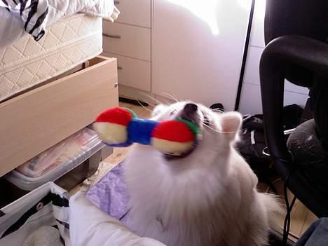 Japansk spids Chuckie - Se min fine "piv piv" billede 9