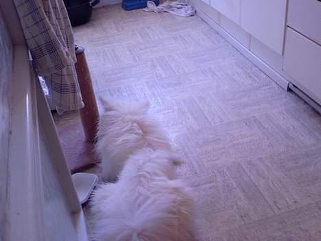 Japansk spids Chuckie - føj hvor jeg hader at være i bad, man lugter så underligt bagefter... slet ikke lige så godt som gulvene.. billede 10