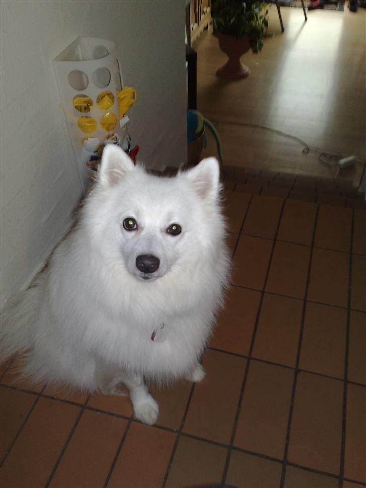 Japansk spids Chuckie - Er jeg måske ikke bare lidt dejlig?? billede 11