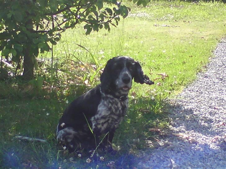 Cocker spaniel Idefix  billede 7