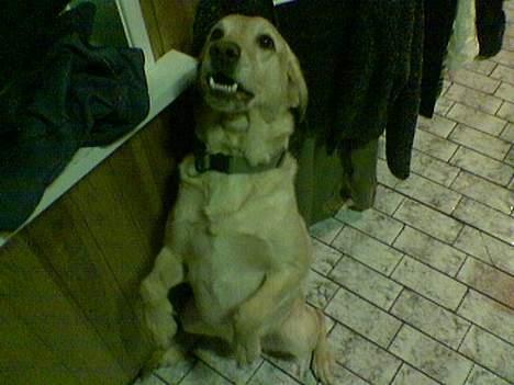 Blanding af racer Jumbo - VUUUUF!!!! billede 8