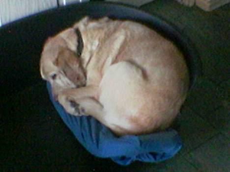 Blanding af racer Jumbo billede 9