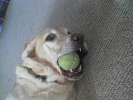 Blanding af racer Jumbo - Min bold! billede 10