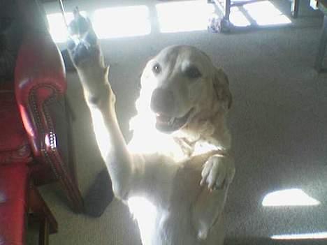 Blanding af racer Jumbo - HIGH FIVE billede 11