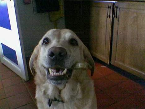 Blanding af racer Jumbo - SMØØØG!!!! billede 12