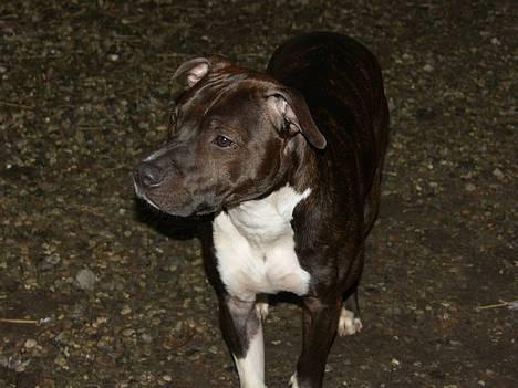 Amerikansk staffordshire terrier Loui   R.I.P - Loui på gårdspladsen billede 1