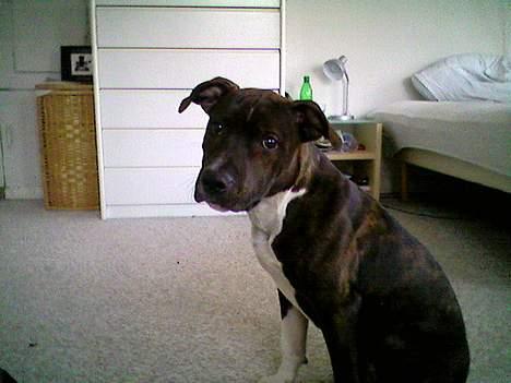 Amerikansk staffordshire terrier Loui   R.I.P - Loui på nybrovej som hvalp billede 2