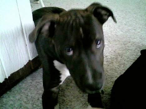 Amerikansk staffordshire terrier Loui   R.I.P - Loui som hvalp billede 3