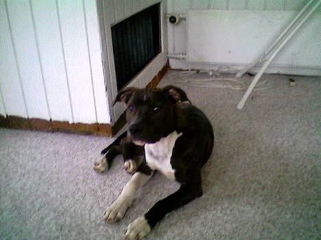 Amerikansk staffordshire terrier Loui   R.I.P - Tager lige en lille lur billede 4