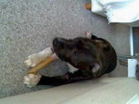 Amerikansk staffordshire terrier Loui   R.I.P - Se mit fine kødben.... billede 5