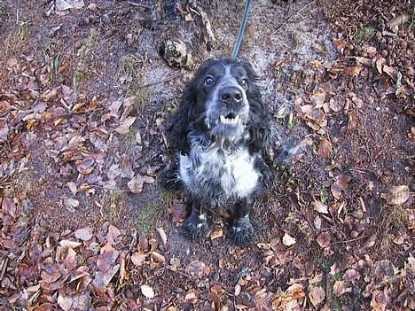 Cocker spaniel Idefix  - idefix på tur i skoven  billede 8