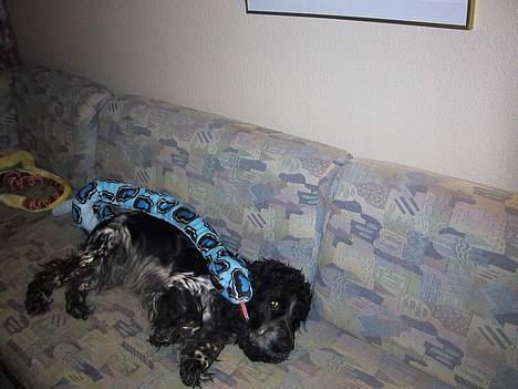 Cocker spaniel Idefix  - fix i ferie hytte i Grenå billede 9