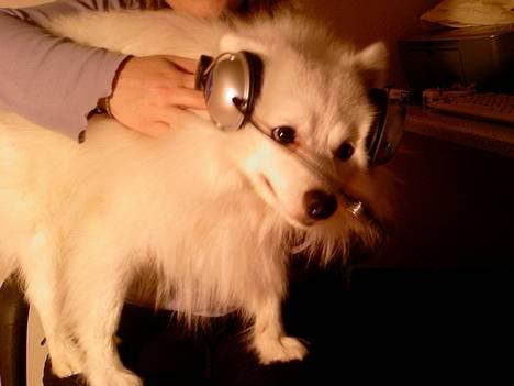 Japansk spids Chuckie - Hehe, hører lige musik.. :p billede 13