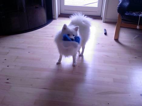 Japansk spids Chuckie - En af mine mange julegaver fra julen 2006, er den ikke fin? :) billede 14