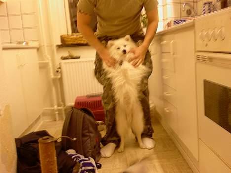 Japansk spids Chuckie - Se jeg kan også "danse" med far.. billede 15