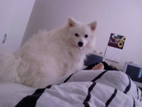 Japansk spids Chuckie - Ja, jeg må gerne være i sengen.. ;-) billede 16