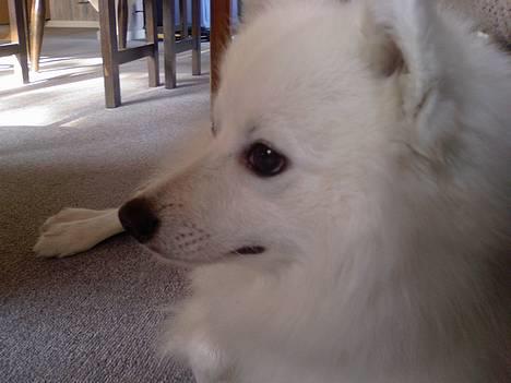 Japansk spids Chuckie - Ja jeg ligger bare her og ser sød ud billede 17