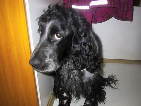 Cocker spaniel Idefix  billede 10