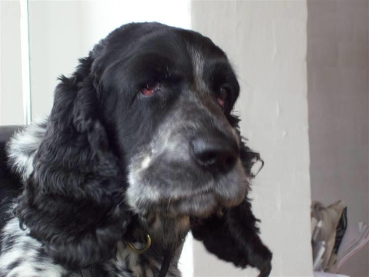 Cocker spaniel Idefix  - ;). idefix -2008 billede 11