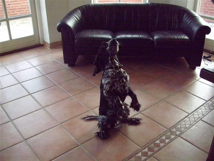 Cocker spaniel Idefix  - Idefix 2008 billede 12