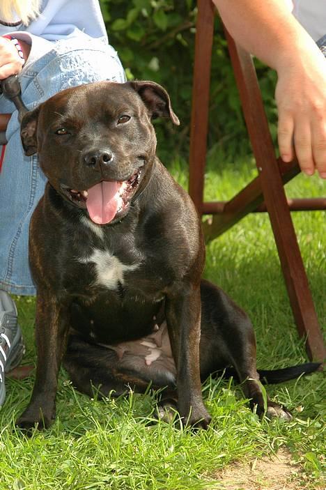 Staffordshire bull terrier WESTLUND FRIDA - sbtskuet på fyn.... tak til k&a for i igen gad at ta nogen gode foto´s af frida billede 4
