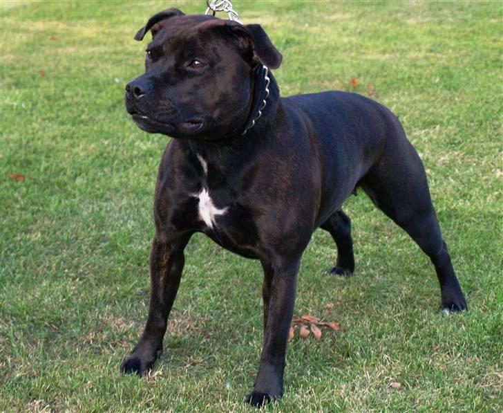 Staffordshire bull terrier WESTLUND FRIDA billede 5