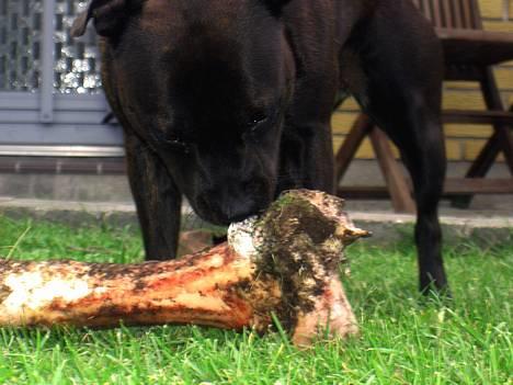 Staffordshire bull terrier WESTLUND FRIDA - hvorfor kigge folk sådan på mig.... når jeg lige ud i forhaven med mit "lillle ben".... de tinger nok kamphund.... billede 6