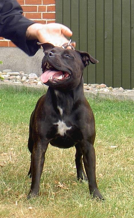 Staffordshire bull terrier WESTLUND FRIDA - men lidt trænning også er vi klar til at ta ck billede 7