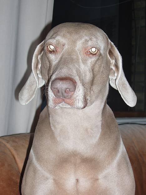 Weimaraner Nanna - død december 2008 - Jeg er da bare skøn...(!) billede 1