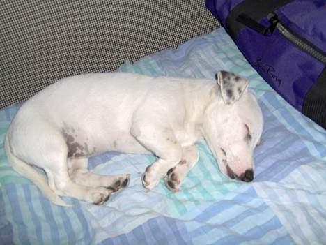 Jack russell terrier Freja - Blev lige træt............ billede 9