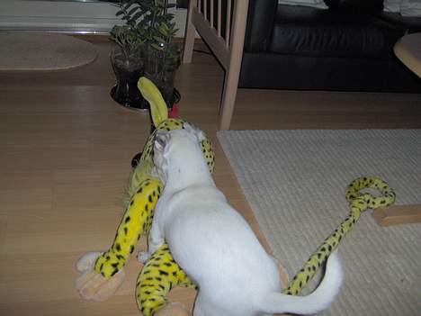 Jack russell terrier Freja - Freja din gris................ Thi hi... billede 10