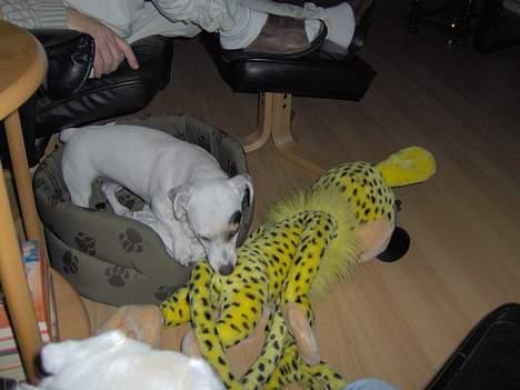 Jack russell terrier Freja billede 11