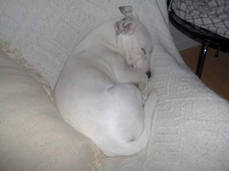 Jack russell terrier Freja - Zzzzz billede 12