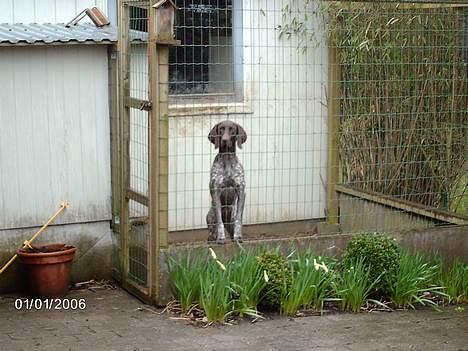 Korthåret hønsehund Emma ( balade mageren) - Man kan vel ikke gøre for at man har charme ? ;b billede 10