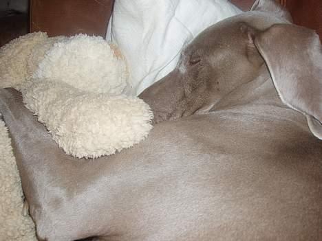 Weimaraner Nanna - død december 2008 - Nanna sover med en bamse i sofaen billede 2