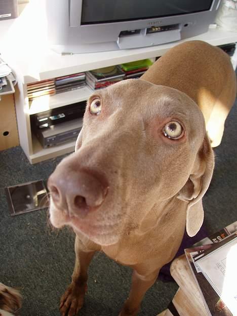 Weimaraner Nanna - død december 2008 billede 3