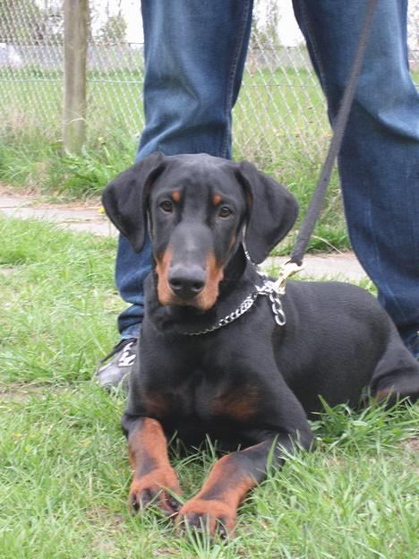 Dobermann **Kenzo** (Omplaceret) - Puha .. det hårdt med alle de hunde man skal hilse på ;P billede 8