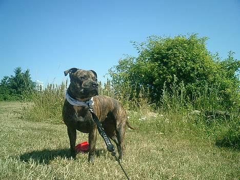 Staffordshire bull terrier ( Engelsk) Murphy billede 18