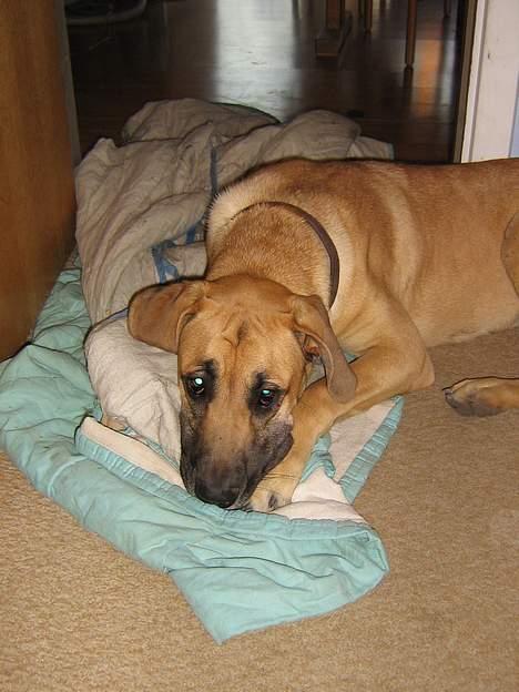 Grand danois Rosa - Årh , elsker det tæppe <3 billede 7