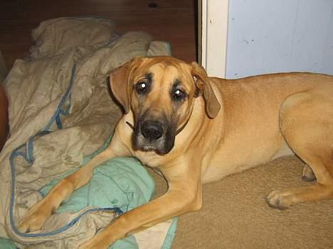 Grand danois Rosa - Hvad nu?? billede 8